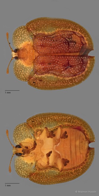 Notosacantha rufa