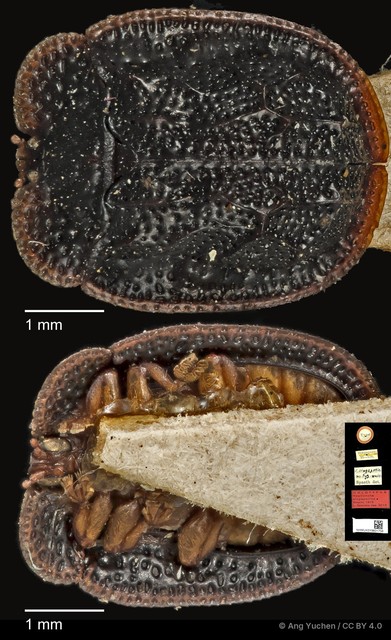 Notosacantha singaporica • © Ang Yuchen • CC BY 4.0