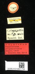 Notosacantha singaporica • All Rights Reserved Museum Label
