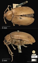 Ochralea nigripes • © Ang Yuchen • CC BY 4.0