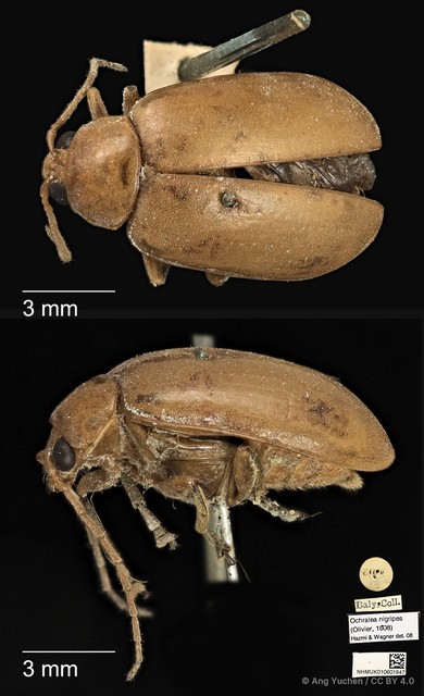 Ochralea nigripes • © Ang Yuchen • CC BY 4.0
