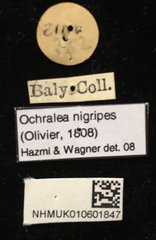 Ochralea nigripes • All Rights Reserved Museum Label