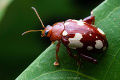 Ophrida guttata