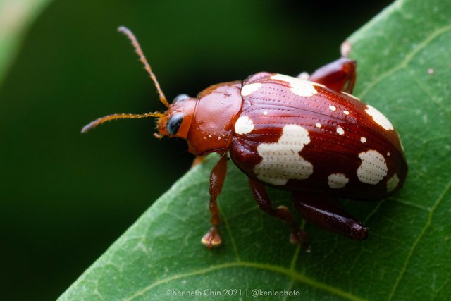 Ophrida guttata • © Kenneth Chin • All Rights Reserved