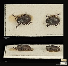 Pachnephorus bretinghami • © Ang Yuchen • CC BY 4.0