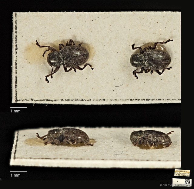 Pachnephorus bretinghami • © Ang Yuchen • CC BY 4.0