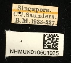 Pachnephorus bretinghami • All Rights Reserved Museum Label