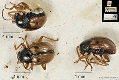 Pagria grata • © Ang Yuchen • CC BY 4.0