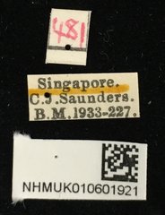 Pagria grata • All Rights Reserved Museum Label