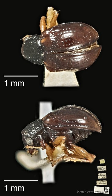 Pagria grata