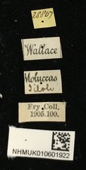 Pagria grata • All Rights Reserved Museum Label