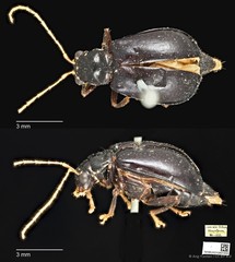 Palpoxena jacobyi • © Ang Yuchen • CC BY 4.0