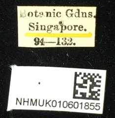 Palpoxena jacobyi • All Rights Reserved Museum Label