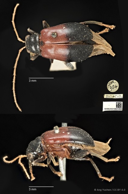Palpoxena jacobyi