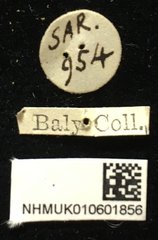 Palpoxena jacobyi • All Rights Reserved Museum Label