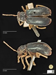 Palpoxena shayakhmetovai • © Ang Yuchen • CC BY 4.0