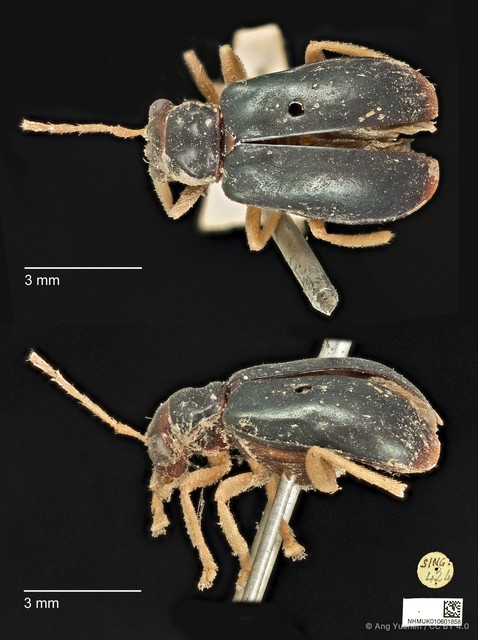 Palpoxena shayakhmetovai • © Ang Yuchen • CC BY 4.0