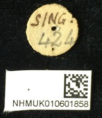 Palpoxena shayakhmetovai • All Rights Reserved Museum Label