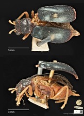 Palpoxena shayakhmetovai • © Ang Yuchen • CC BY 4.0