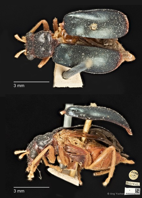 Palpoxena shayakhmetovai