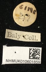 Palpoxena shayakhmetovai • All Rights Reserved Museum Label