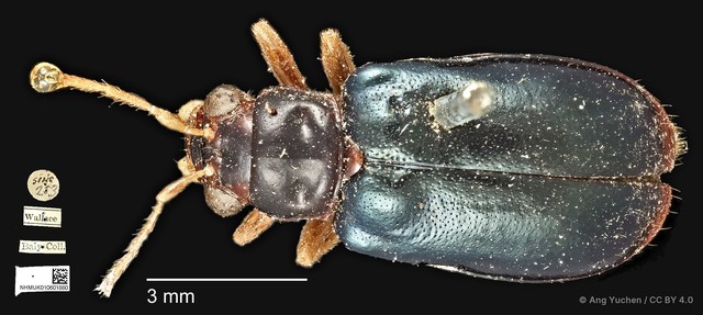 Palpoxena shayakhmetovai