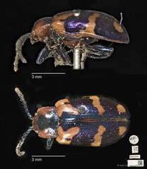 Phyllocharis undulata • © Ang Yuchen • CC BY 4.0