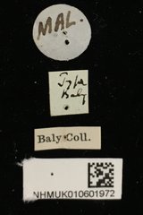 Phyllocharis undulata • All Rights Reserved Museum Label