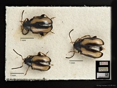 Phyllotreta striolata • © Ang Yuchen • CC BY 4.0