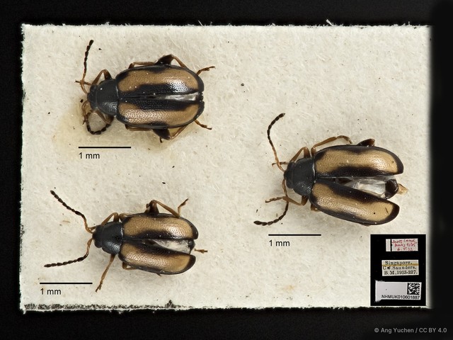 Phyllotreta striolata • © Ang Yuchen • CC BY 4.0