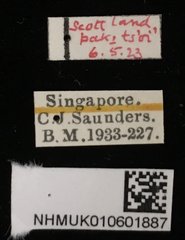 Phyllotreta striolata • All Rights Reserved Museum Label