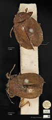 Phytorus dilatatus • © Ang Yuchen • CC BY 4.0