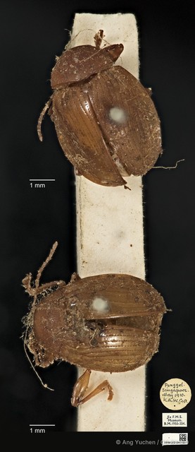 Phytorus dilatatus