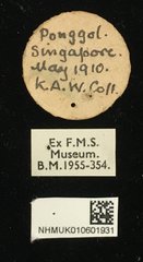 Phytorus dilatatus • All Rights Reserved Museum Label