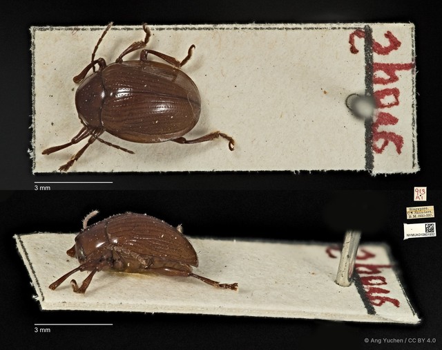 Phytorus dilatatus • © Ang Yuchen • CC BY 4.0
