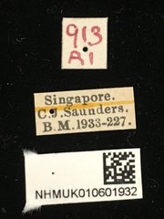 Phytorus dilatatus • All Rights Reserved Museum Label