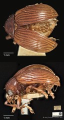 Phytorus pinguis