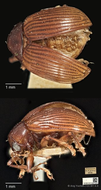 Phytorus pinguis • © Ang Yuchen • CC BY 4.0