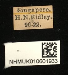 Phytorus pinguis • All Rights Reserved Museum Label