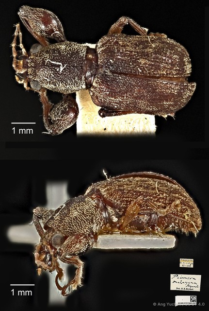 Piomera malayana • © Ang Yuchen • CC BY 4.0