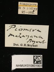 Piomera malayana • All Rights Reserved Museum Label