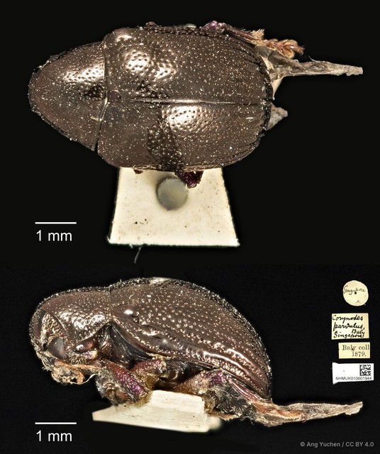 Platycorynus parvulus • © Ang Yuchen • CC BY 4.0