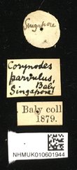Platycorynus parvulus • All Rights Reserved Museum Label