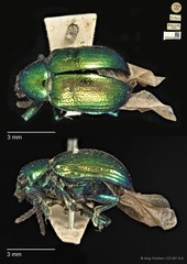 Platycorynus • © Ang Yuchen • CC BY 4.0