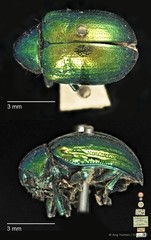 Platycorynus