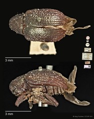 Platycorynus • © Ang Yuchen • CC BY 4.0