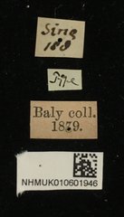 Platycorynus • All Rights Reserved Museum Label