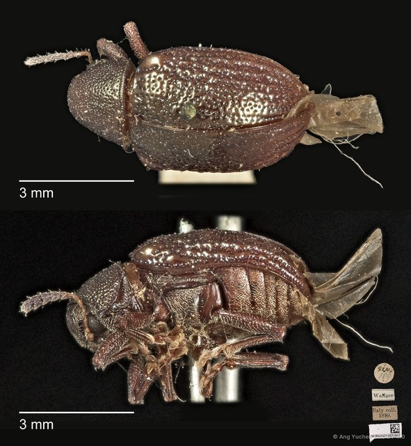 Platycorynus
