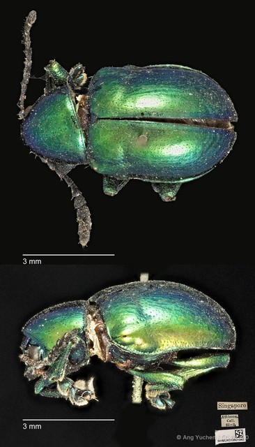 Platycorynus robustus • © Ang Yuchen • CC BY 4.0
