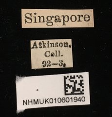 Platycorynus robustus • All Rights Reserved Museum Label